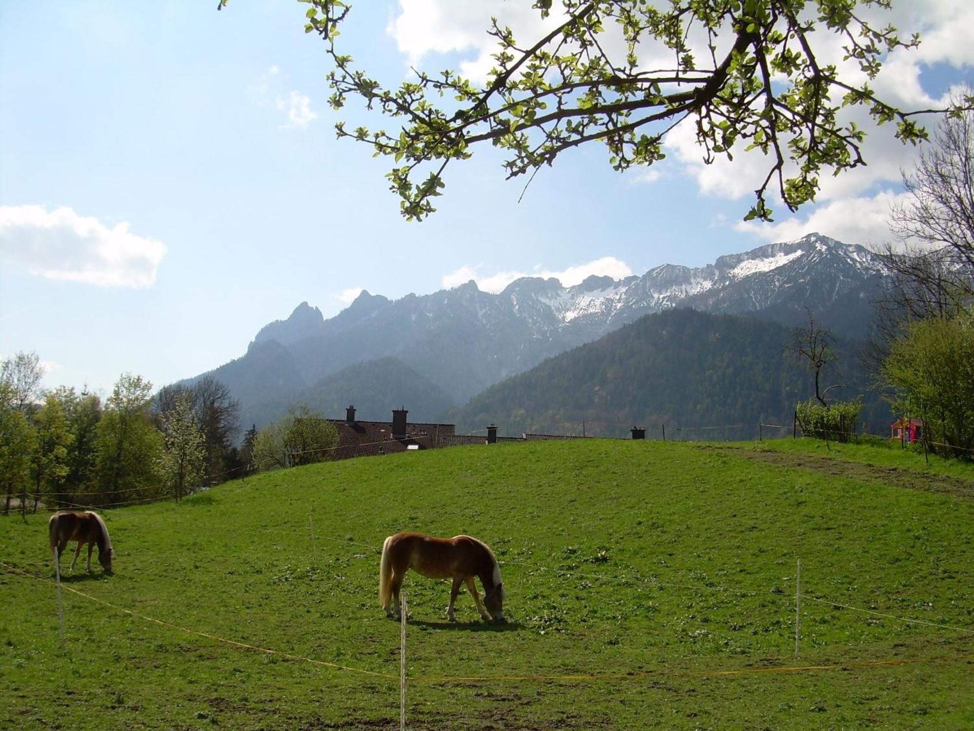 Bachbauernhof Daire Bayerisch Gmain Dış mekan fotoğraf