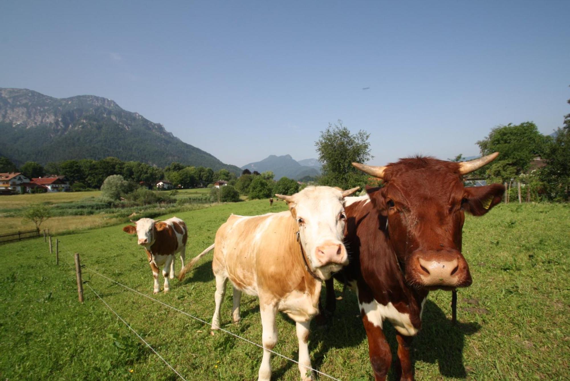 Bachbauernhof Daire Bayerisch Gmain Dış mekan fotoğraf